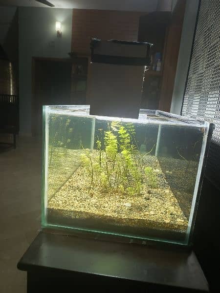 3-foot Fish aquarium with live plants and light 1