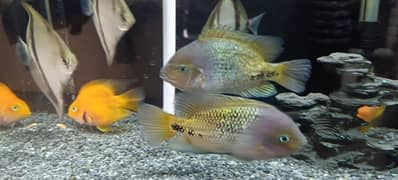 Vieja synspilum / Redhead Cichlid fish for sale