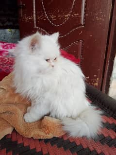 Persian Tripal coted female baby cat 2.5 month age