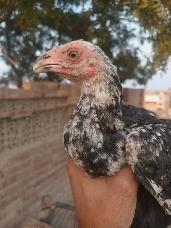 asil mainwali or nawab blood high quality breed 2