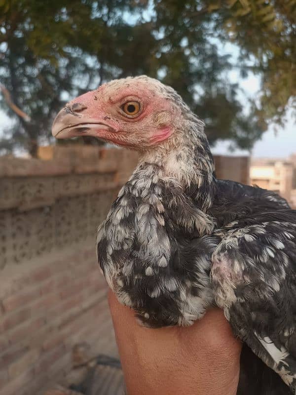 asil mainwali or nawab blood high quality breed 3