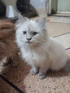 cat | Himalayan cat | Persian cat | kitten