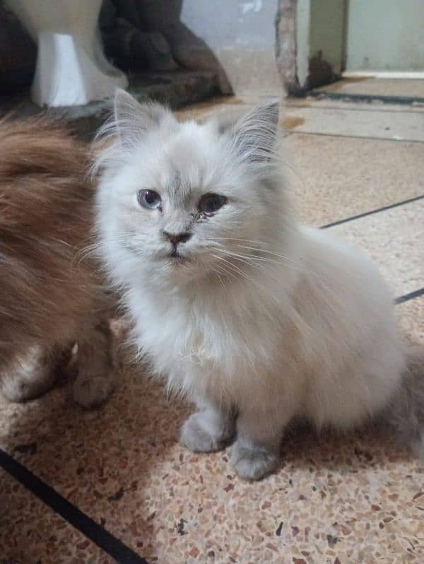 cat | Himalayan cat | Persian cat | kitten 0