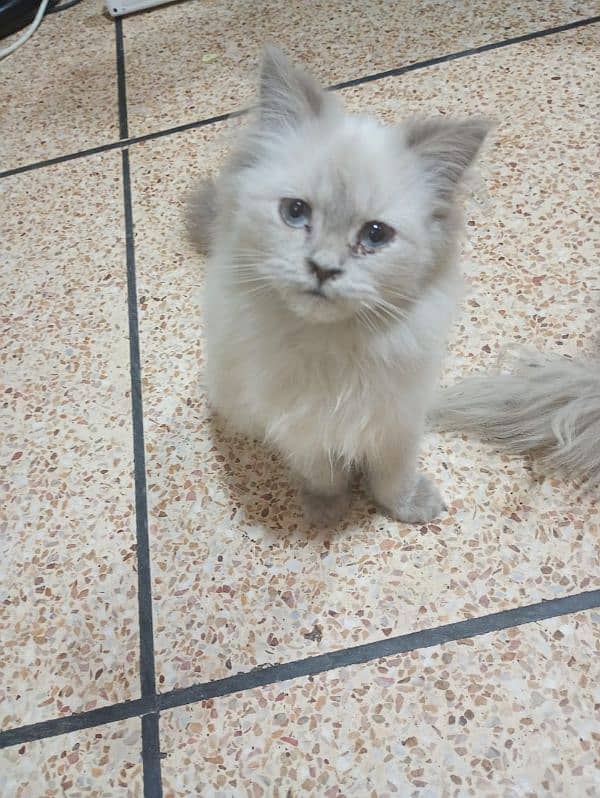 cat | Himalayan cat | Persian cat | kitten 1