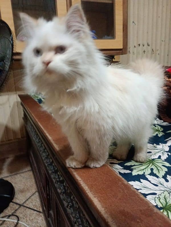 cat | Himalayan cat | Persian cat | kitten 2