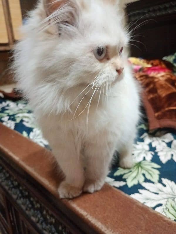 cat | Himalayan cat | Persian cat | kitten 3