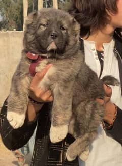 Bakarwal dog male age 2 month havey bone for sale