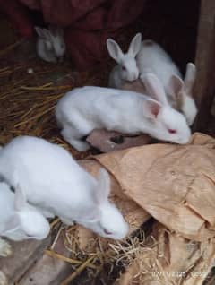 Rabbit baby's for sale red eye white color