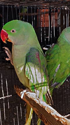 Raw parrots Pair