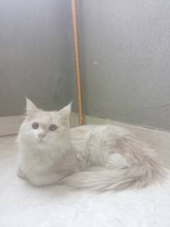 Persian male cat