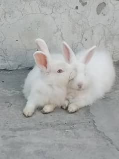 Breeder pair angora rabbits