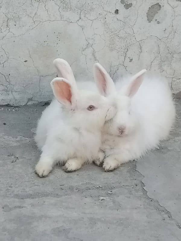 Breeder pair angora rabbits 0