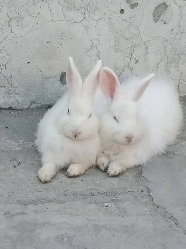 Breeder pair angora rabbits 1