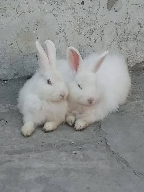 Breeder pair angora rabbits 2