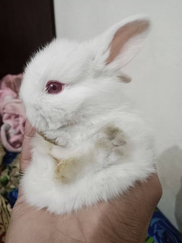 Breeder pair angora rabbits 3