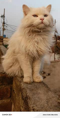 Femal Persian Cat