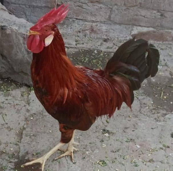 Ghar kay Pala huwa desi Murgha hen for sale 0