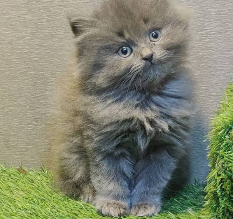 Persian kittens 03361777030 1