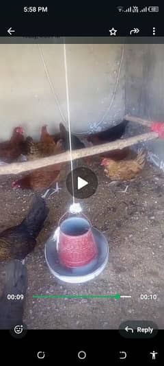 egg laying hens