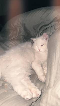 persian cat 8 months white color beautiful