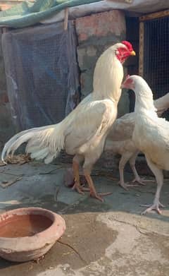 Heera aseel pair/ male and two females