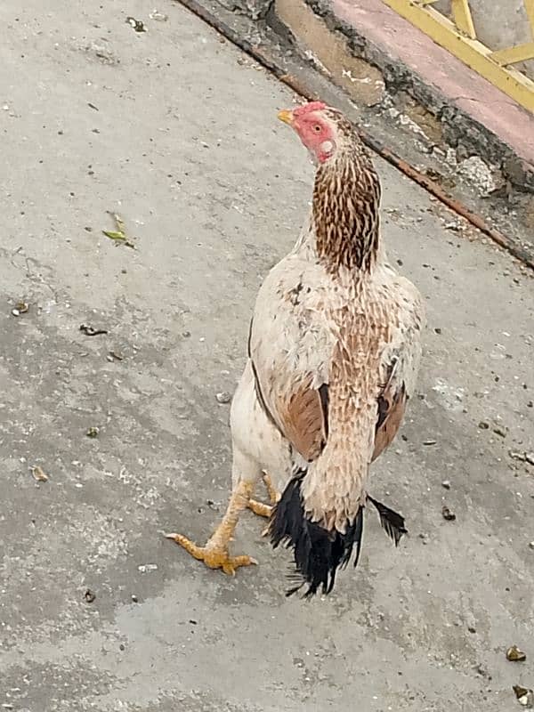 Beghum Aseel Murgha + Pure Aseel Hen White +Black Mianwali+Brown 5