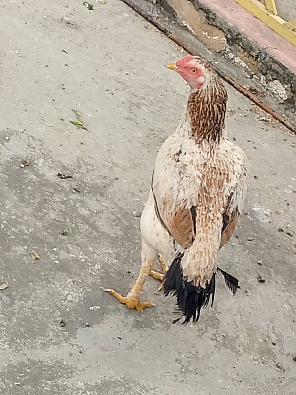 Beghum Aseel Murgha + Pure Aseel Hen White +Black Mianwali+Brown 10