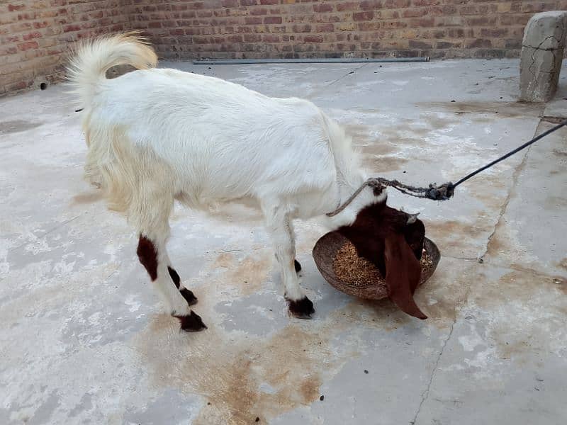 Male Goat 1