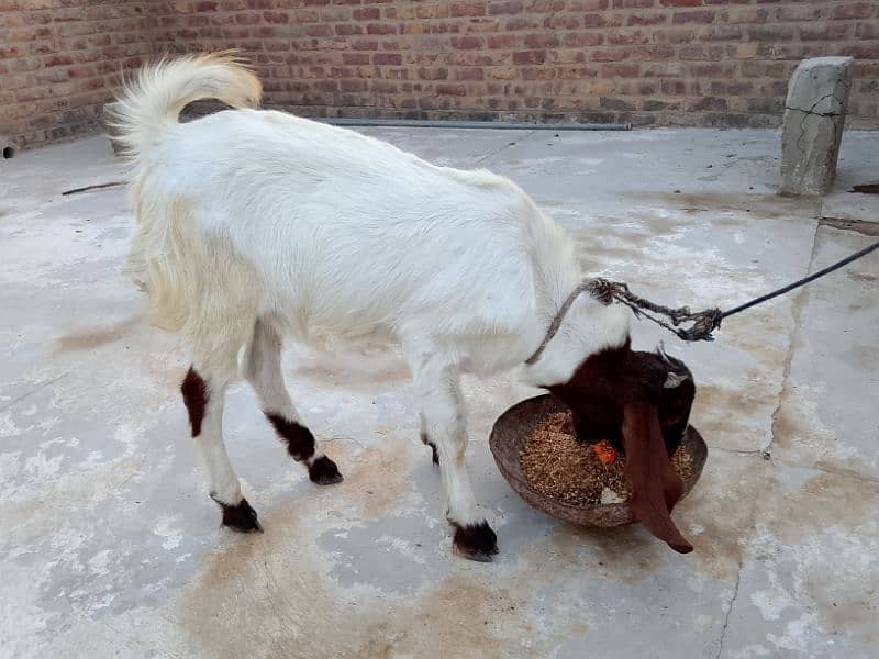 Male Goat 3