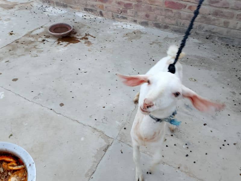 Male Goat 5