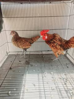 Golden Sebright Breeder Pair Sale