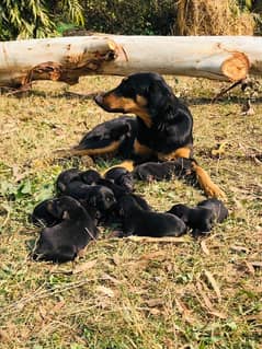 Doberman puppies for sale.