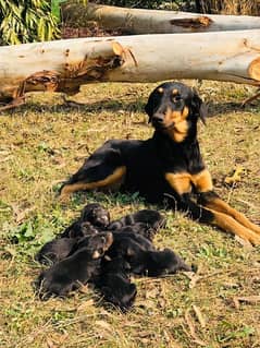 Doberman puppies for sale.