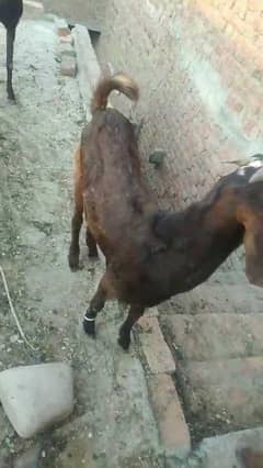 bakra