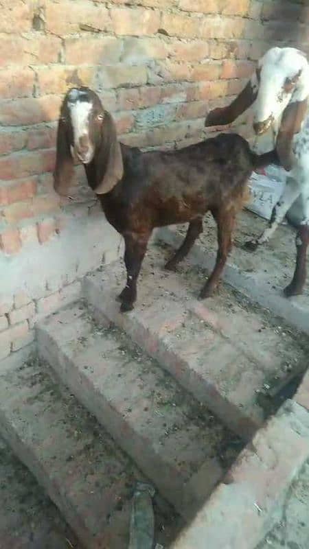 bakra 1