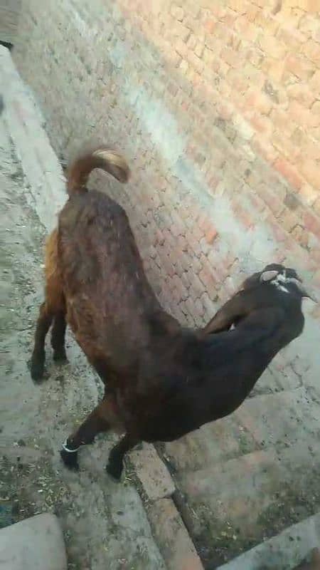 bakra 4