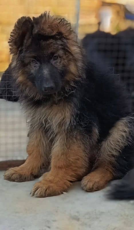 German Shepherd | German Shepherd puppies | GSD dog| Pink Pedigree 0