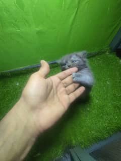 Persian Pair Triple coated Gray Male Black Female