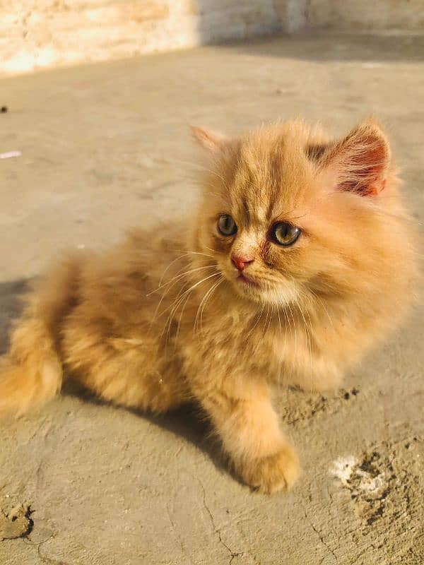 Persian cat babies 1