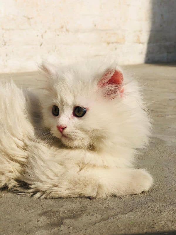 Persian cat babies 3