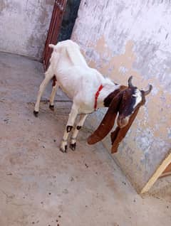 bakri 4 dant