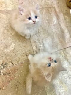 Persian kitten pair Fawn color