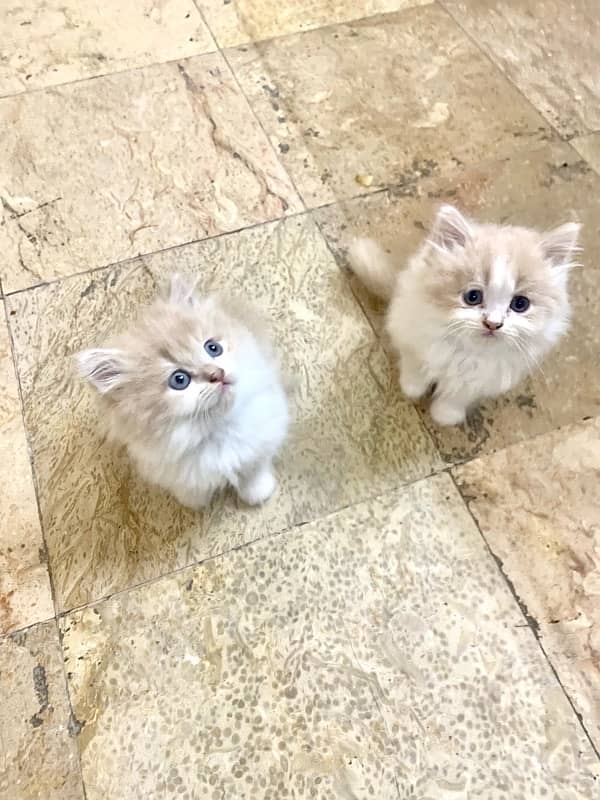 Persian kitten pair Fawn color 1