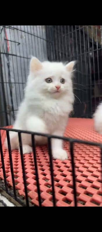 Persian kitten for sale 1