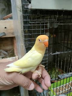 Blue Opaline female/Blue fisher split ino Mail & Chicks age 3m