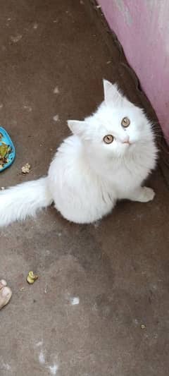 Persian Cat kittens