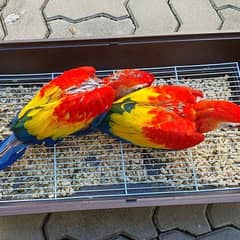 red macaw parrot cheeks for sale 03=36=044=60=68