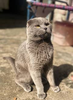 Scottish fold male available for stud