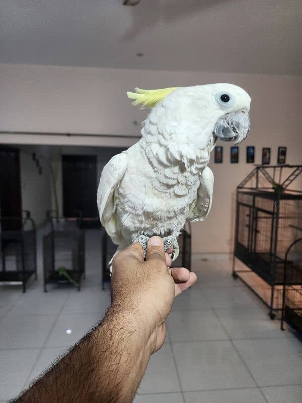 Triton Chick & Breeder Female, Blue Fronted Amazon, Red Molucan Lory 5