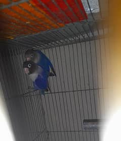 Blue personata lovebird pair for sell